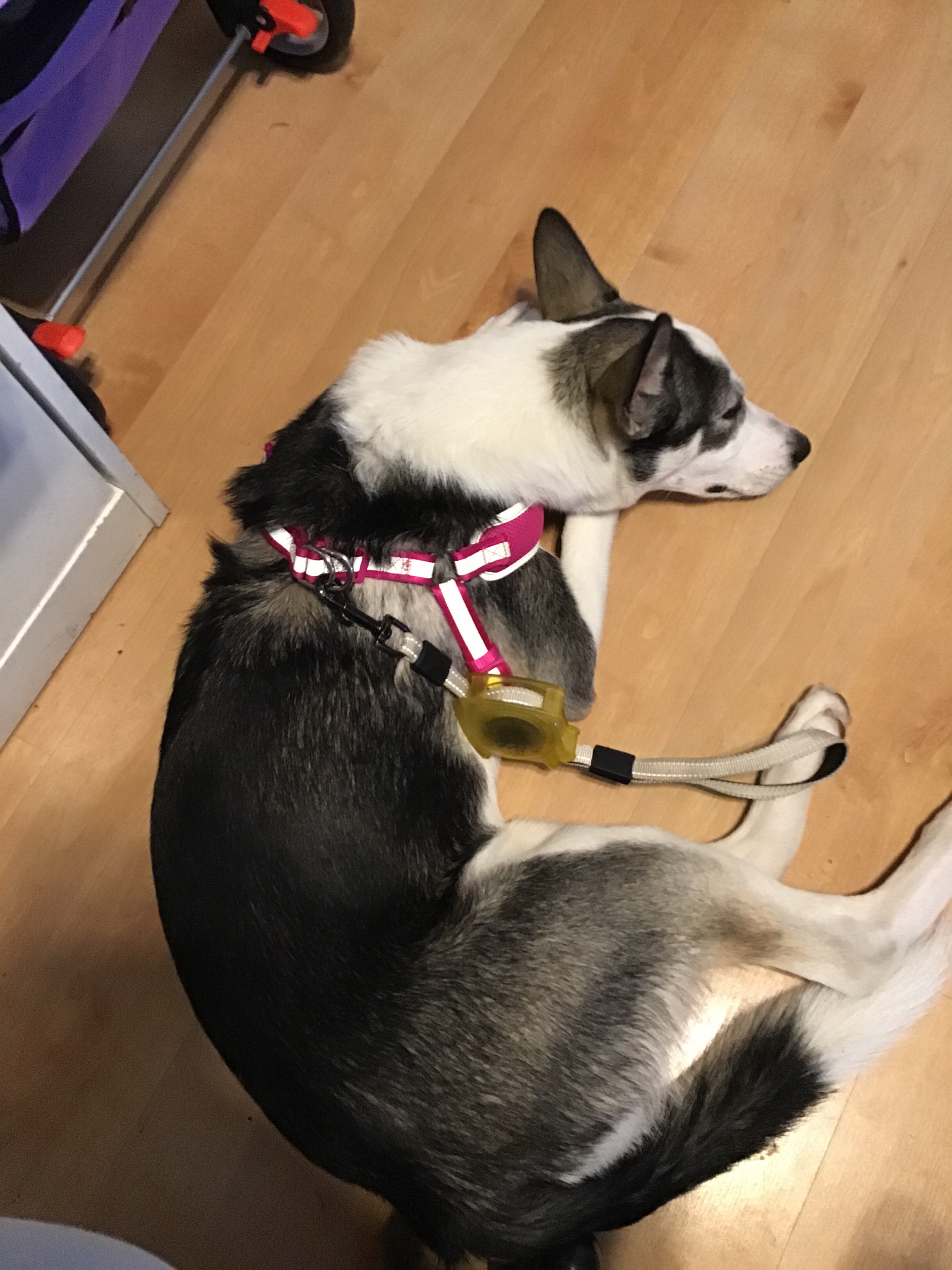 Image description: A black and white husky sleeping on her side and wearing a pink harness and gray leash.